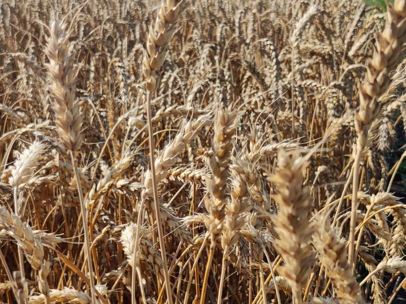 Новый рекорд по производству зерна в 2 млн тонн установлен в Нижегородской области