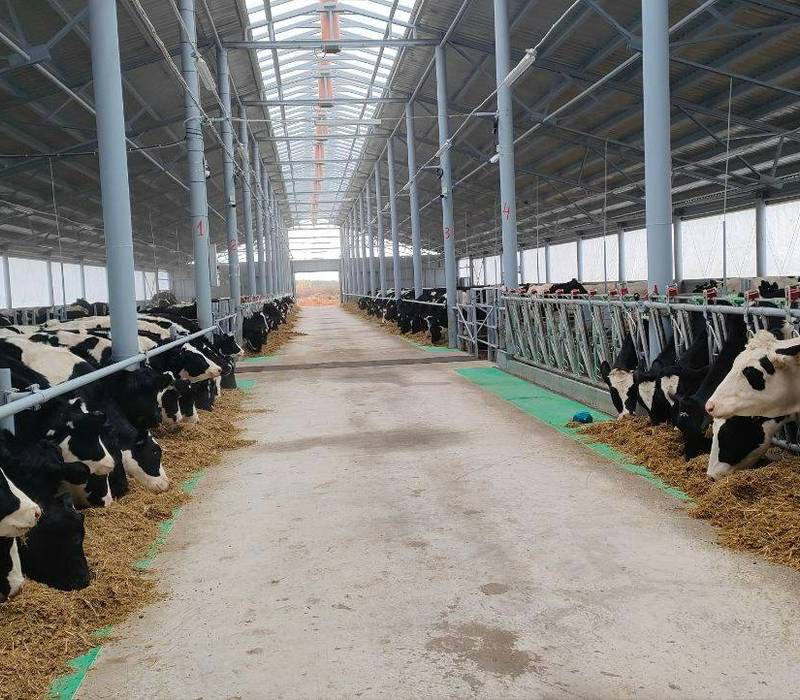 15 животноводческих ферм введены в эксплуатацию в Нижегородской области в 2022 году  