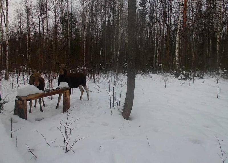 С 11 января в Нижегородской области запрещена охота на лося