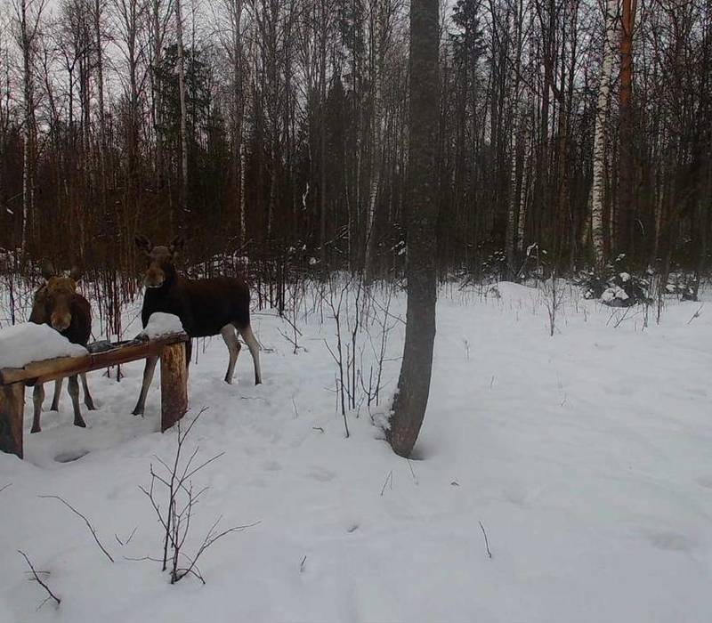 С 11 января в Нижегородской области запрещена охота на лося
