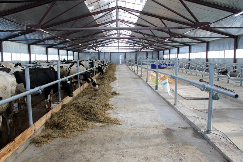 Новая роботизированная ферма на 140 молочных коров запущена в фермерском хозяйстве в Арзамасе Нижегородской области