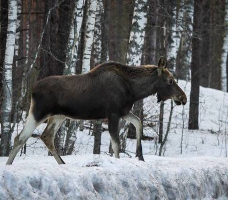 В Городецком районе выявлен случай незаконной охоты на лося