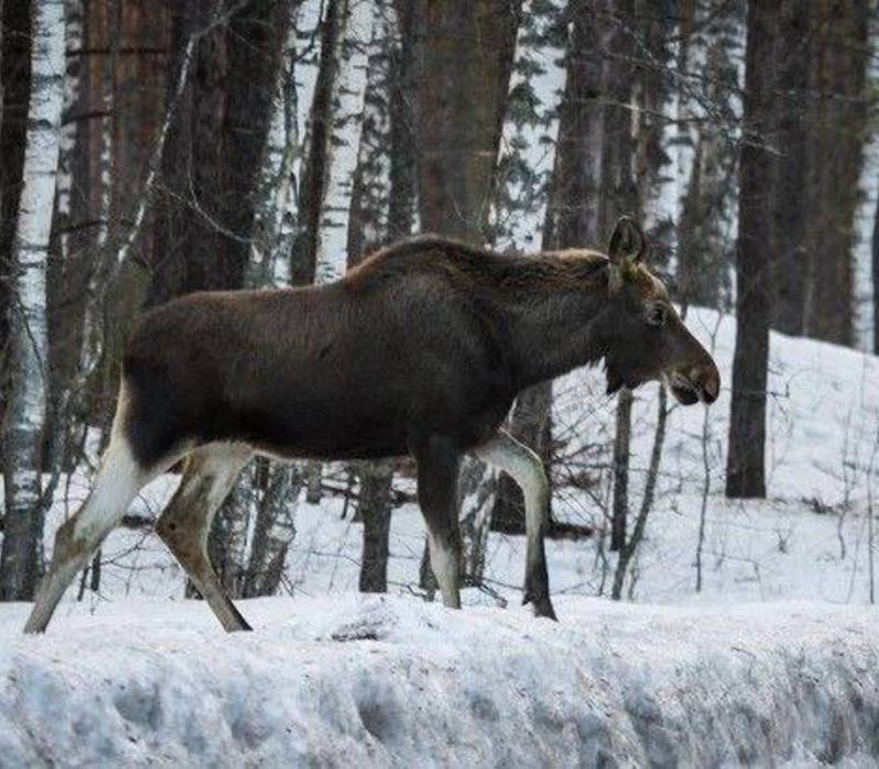 С 1 марта в Нижегородской области запрещена охота на все виды животных
