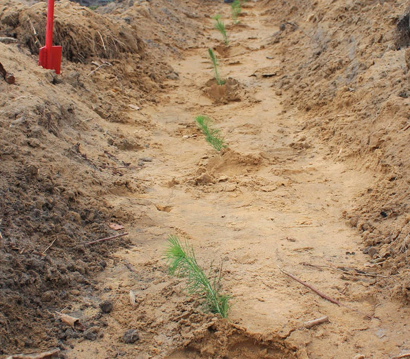 В Нижегородской области в этом году высадят более 300 тысяч сеянцев ели и сосны в рамках международной акции «Сад памяти»